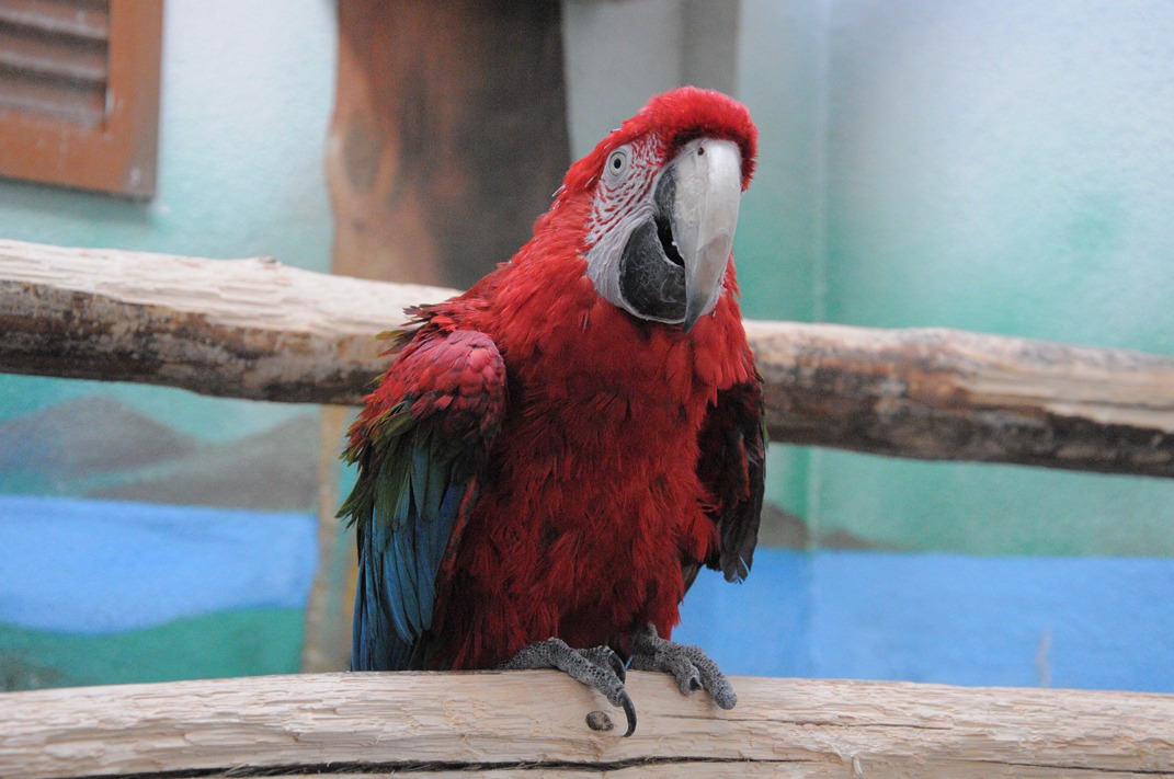 Kuş bahçesindeki kırmızı macaw papağan