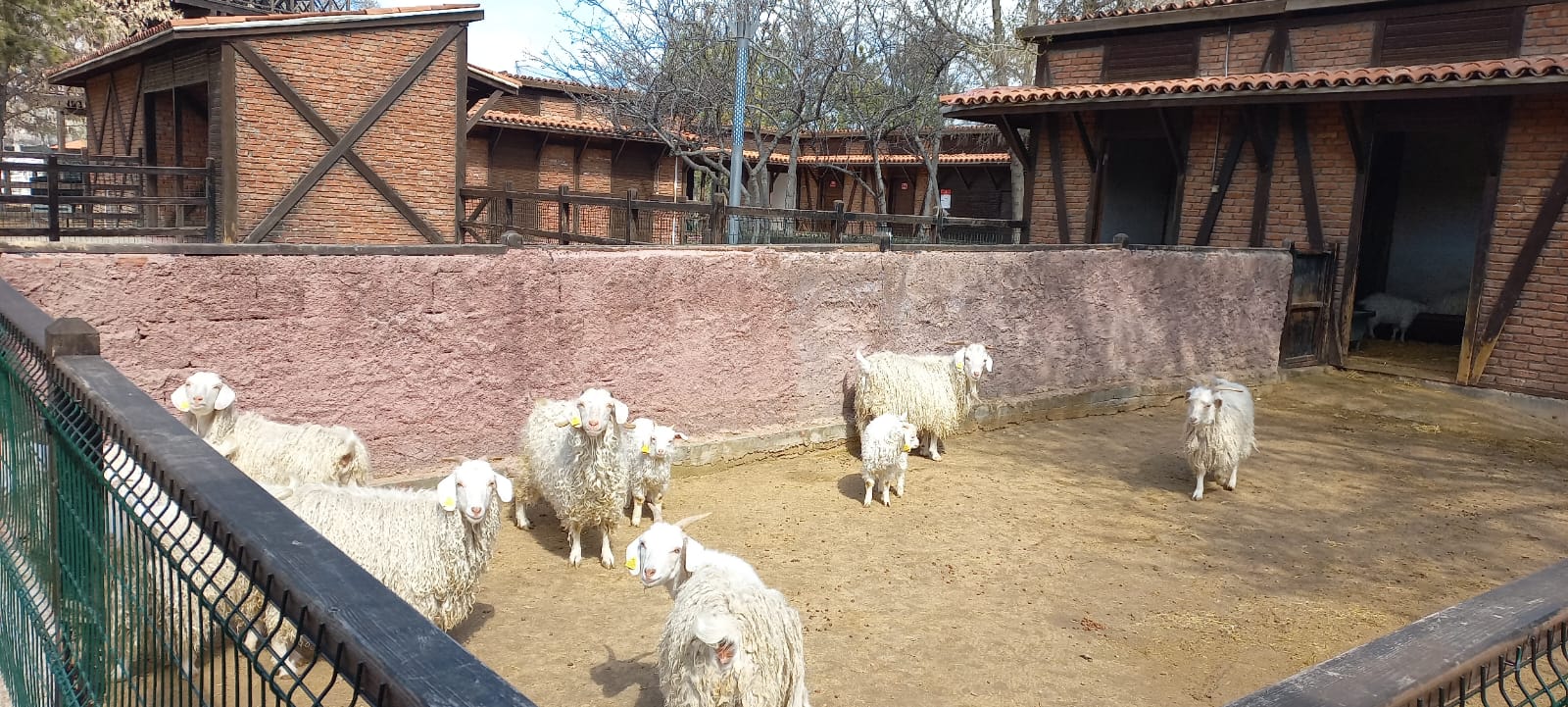 Ankara keçileri padokta