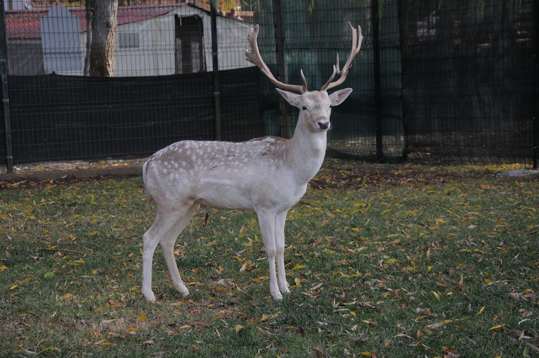 Boynuzlu ala geyik