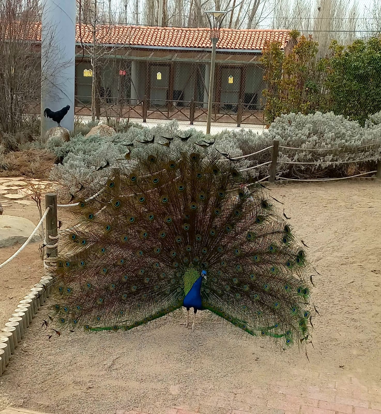 Güzler Park’ta kuyruğunu açmış tavus kuşu